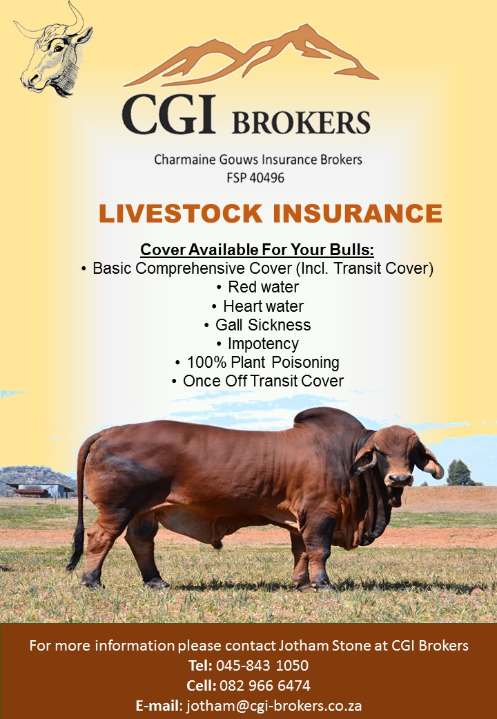 CGI Brokers Bull Advert for agriculture insurance